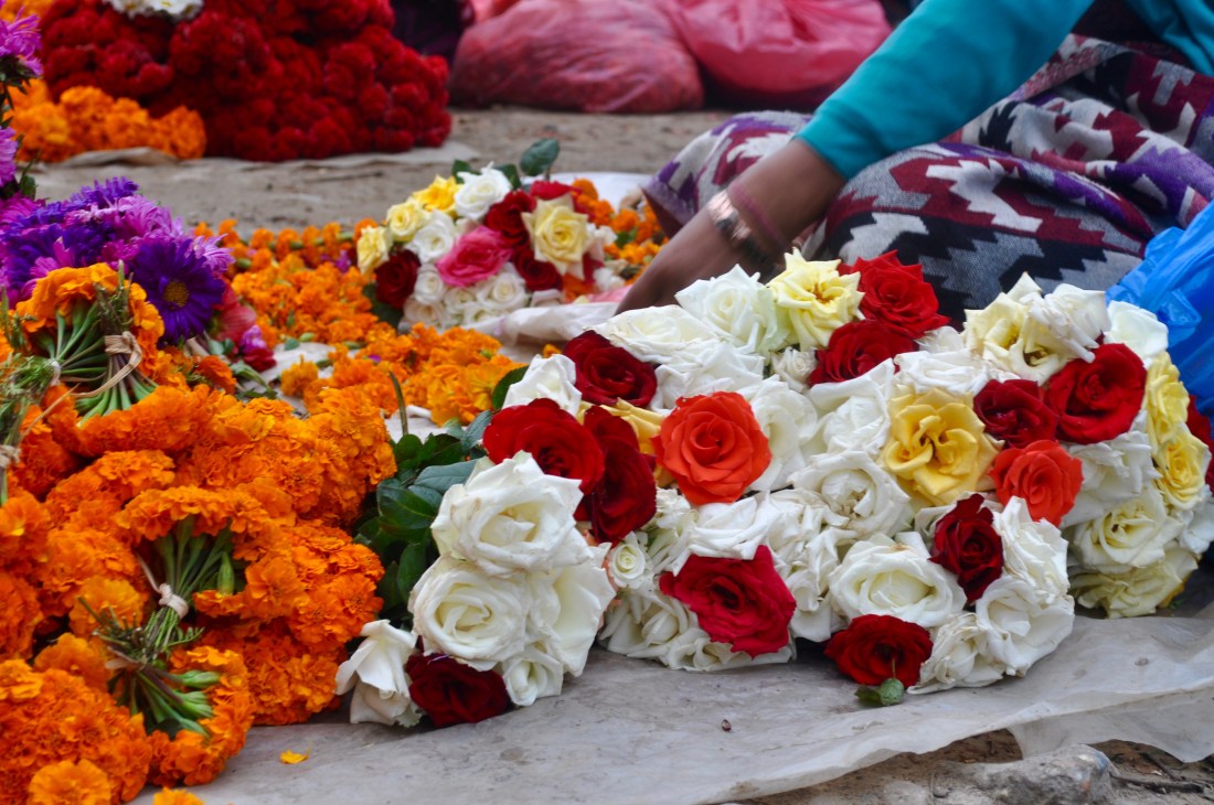 nepal-sept-2016-swyambu-roses-1
